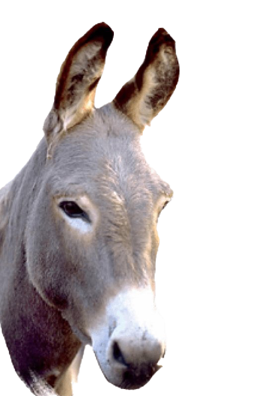 Donkey PNG Free Photo PNG Image