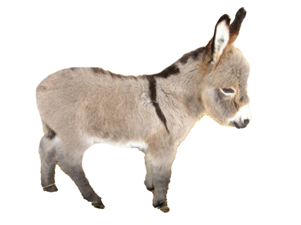 Donkey Free Clipart HD PNG Image
