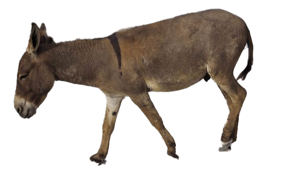 Picture Donkey Free Clipart HQ PNG Image