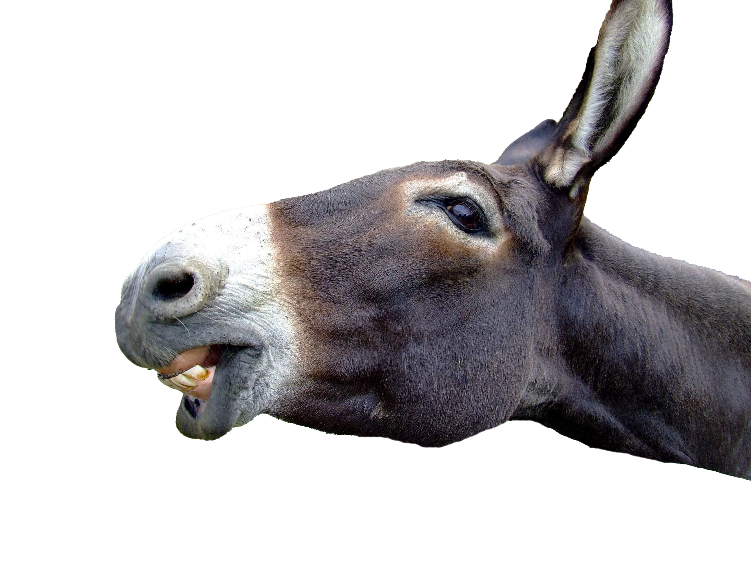 Picture Donkey Free Download PNG HQ PNG Image