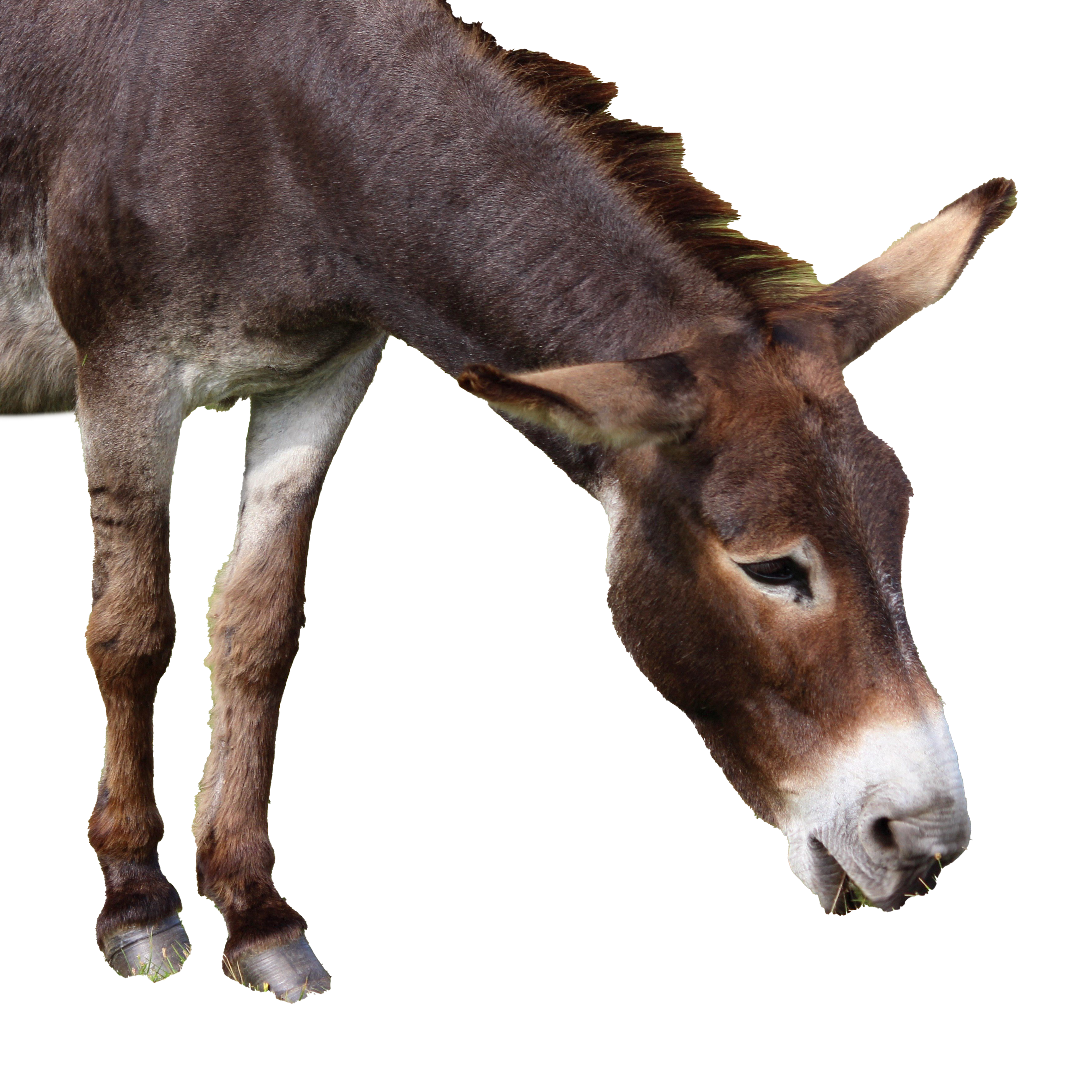 Donkey PNG File HD PNG Image