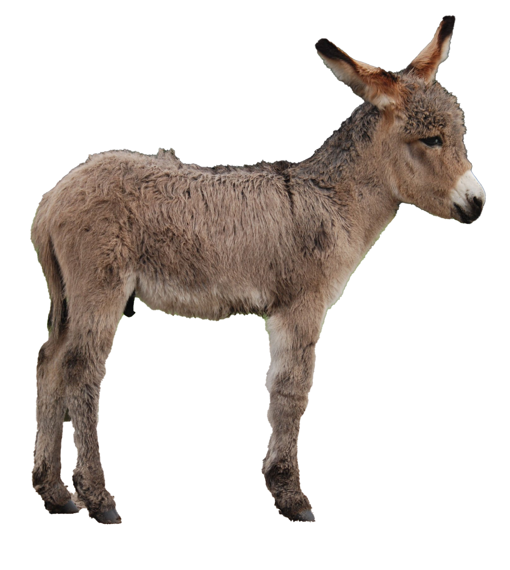 Images Donkey Free Clipart HD PNG Image