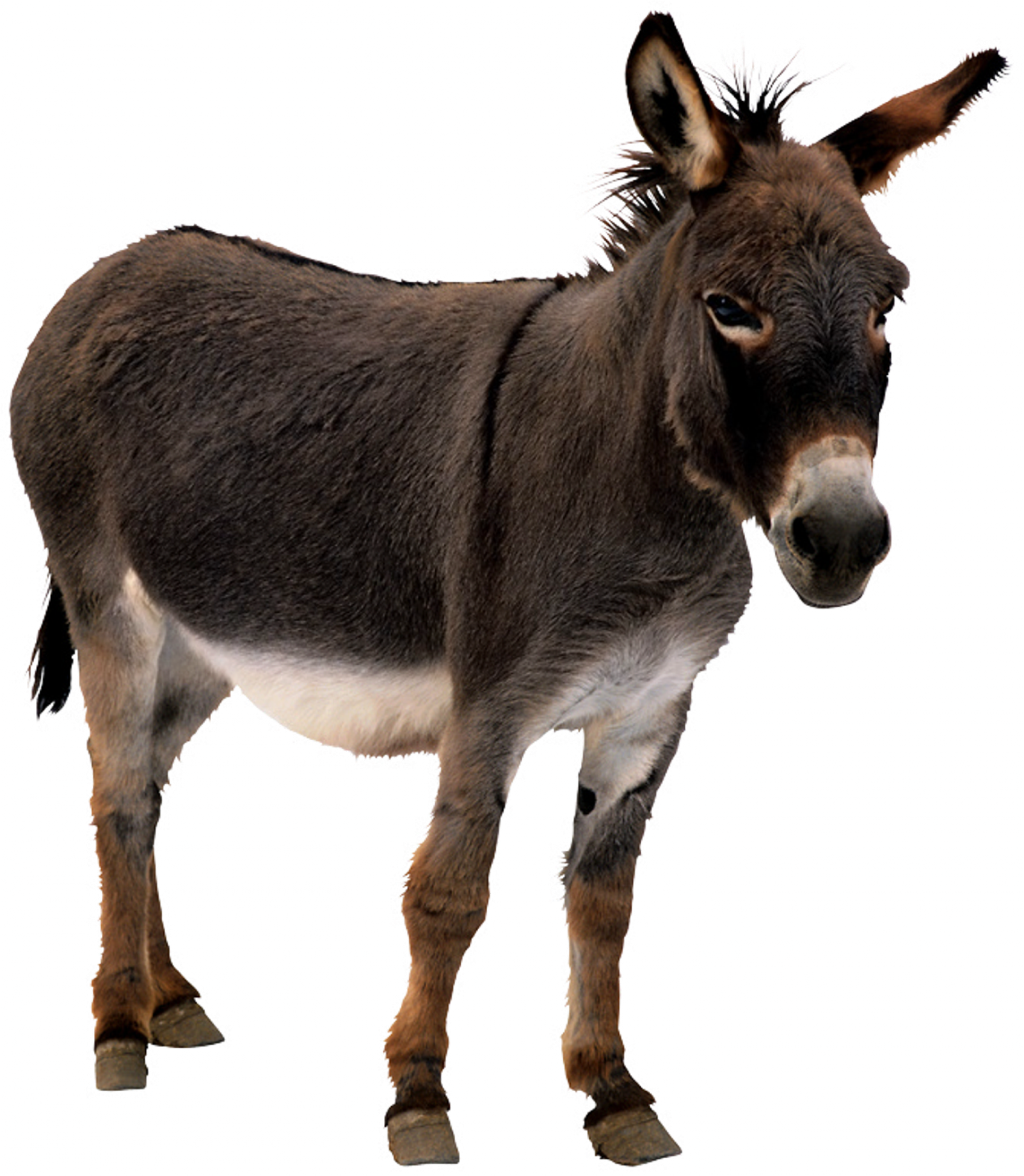 Donkey Animal Free Transparent Image HD PNG Image