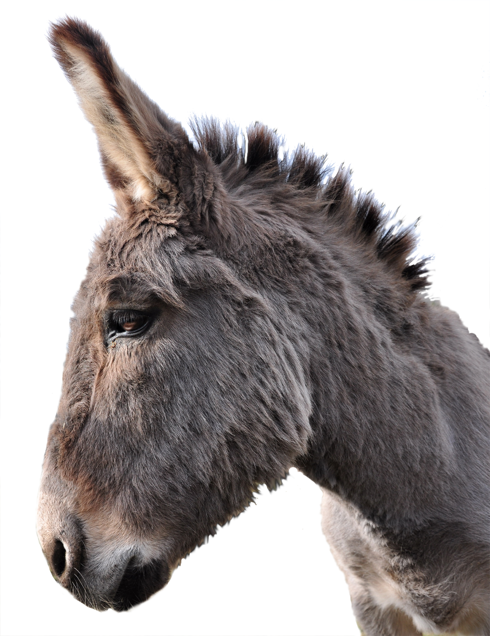 Donkey Animal PNG File HD PNG Image