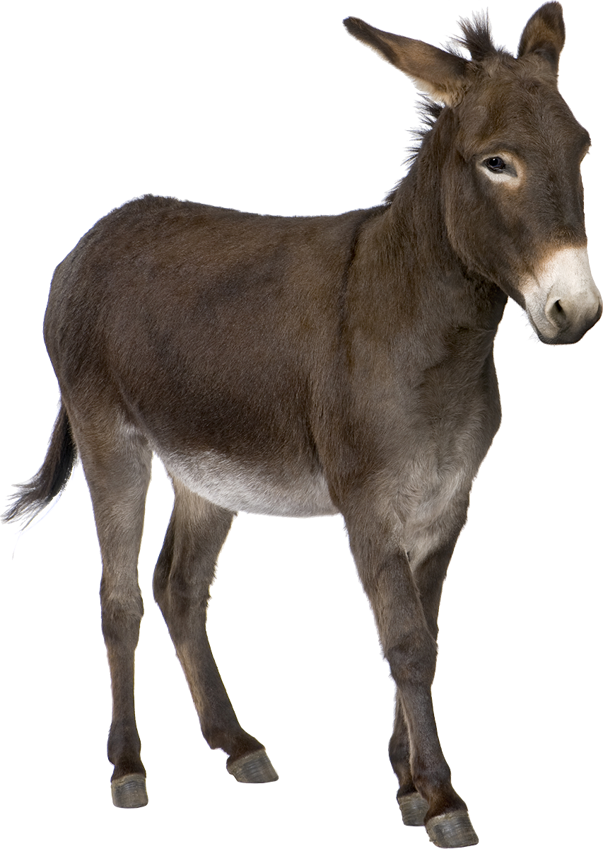 Picture Donkey Animal Free Transparent Image HD PNG Image
