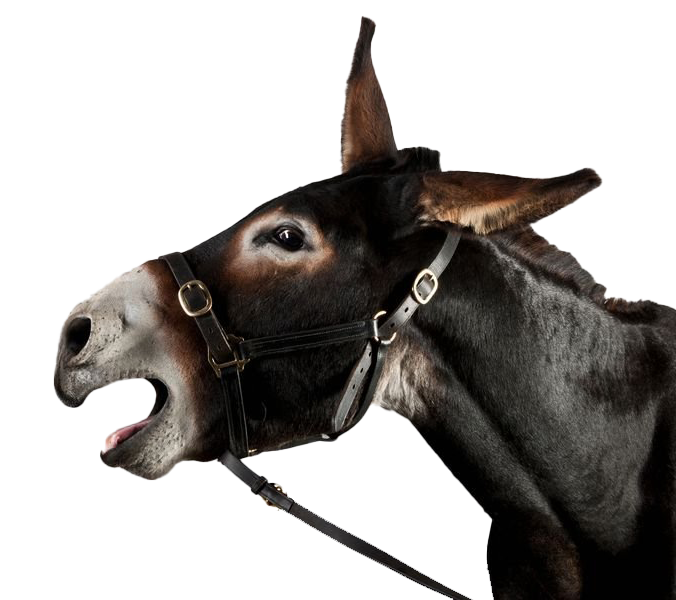 Donkey Free Clipart HD PNG Image