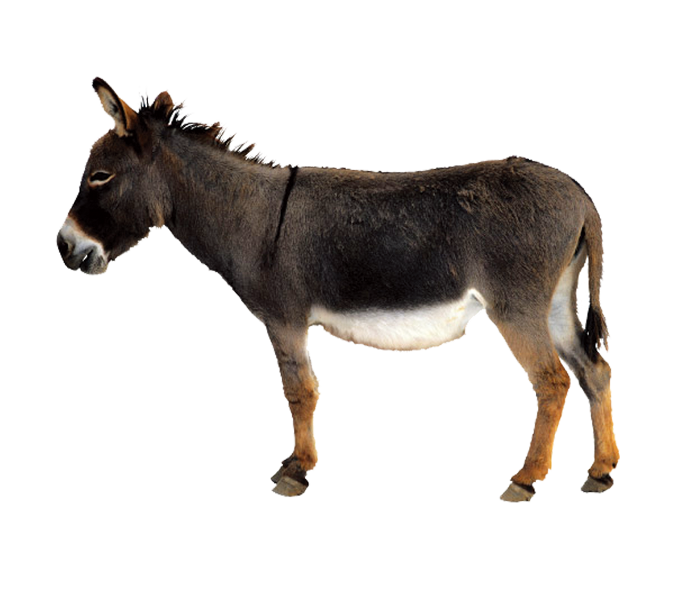 Donkey Mule Free Photo PNG Image