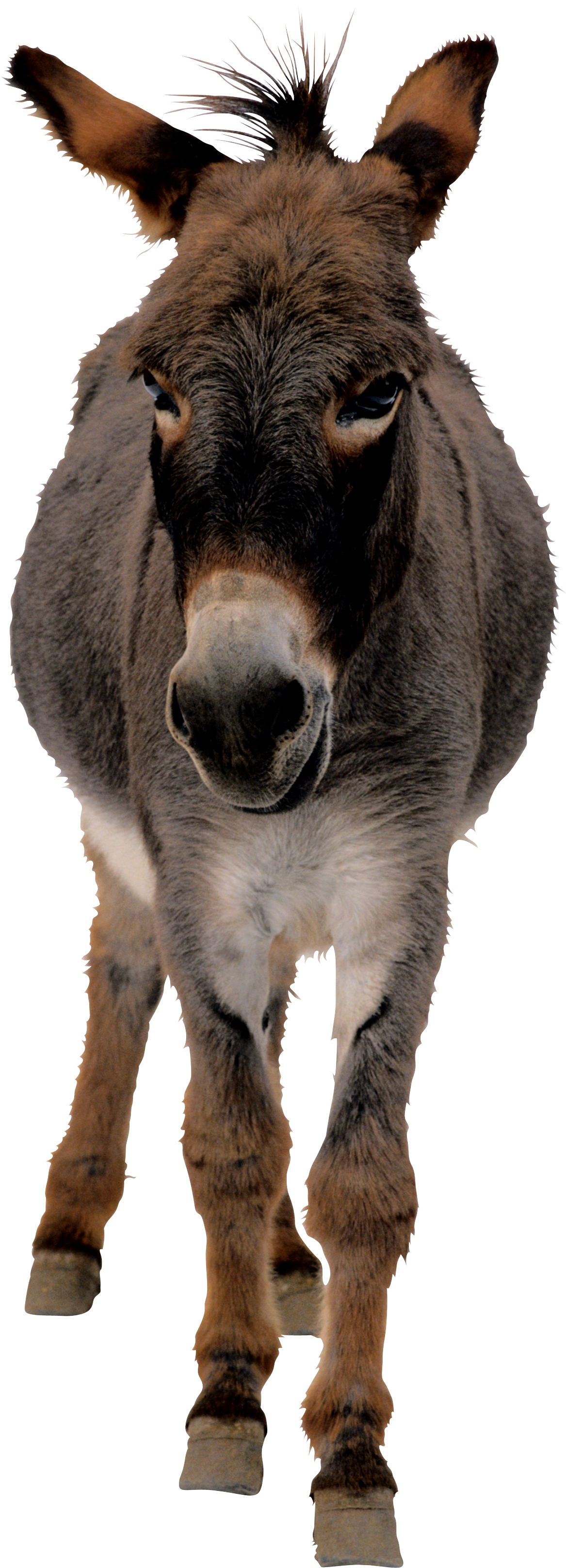 Donkey Mule Free HD Image PNG Image