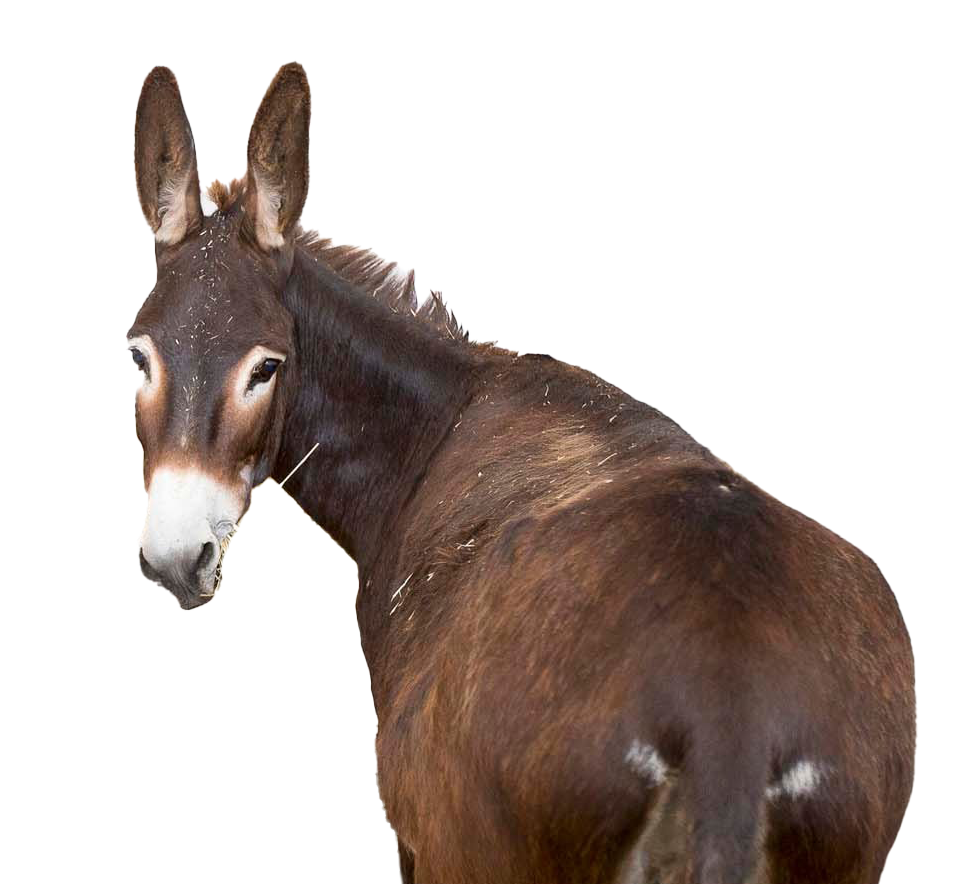 Donkey PNG Download Free PNG Image