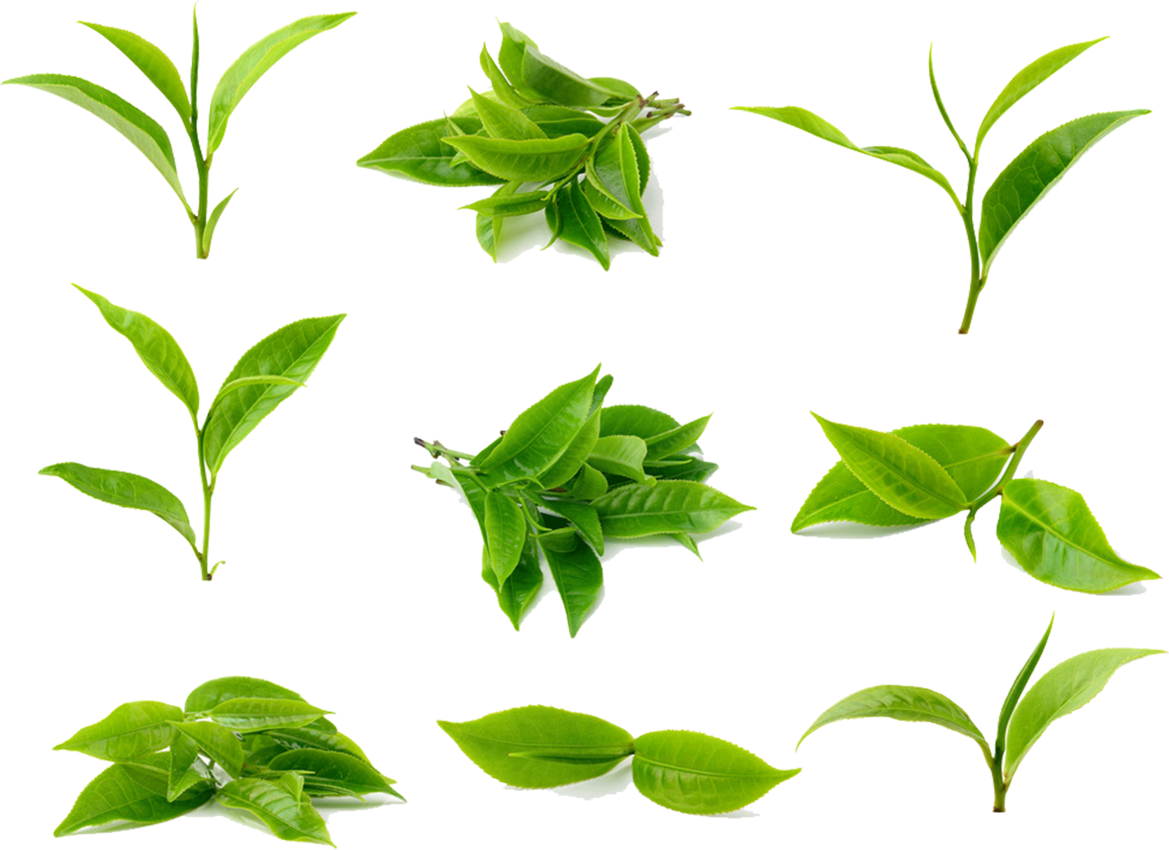 Tea Leaves Green Photos Free Clipart HQ PNG Image