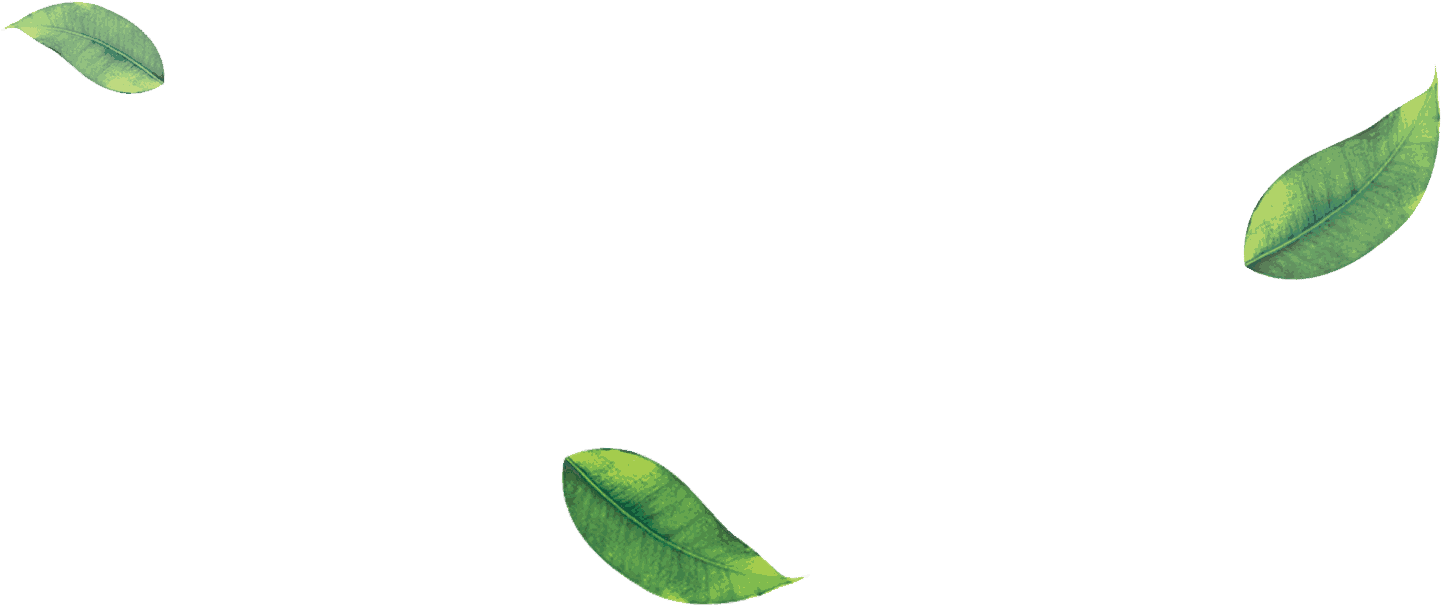 Tea Leaves Green Free Download Image PNG Image