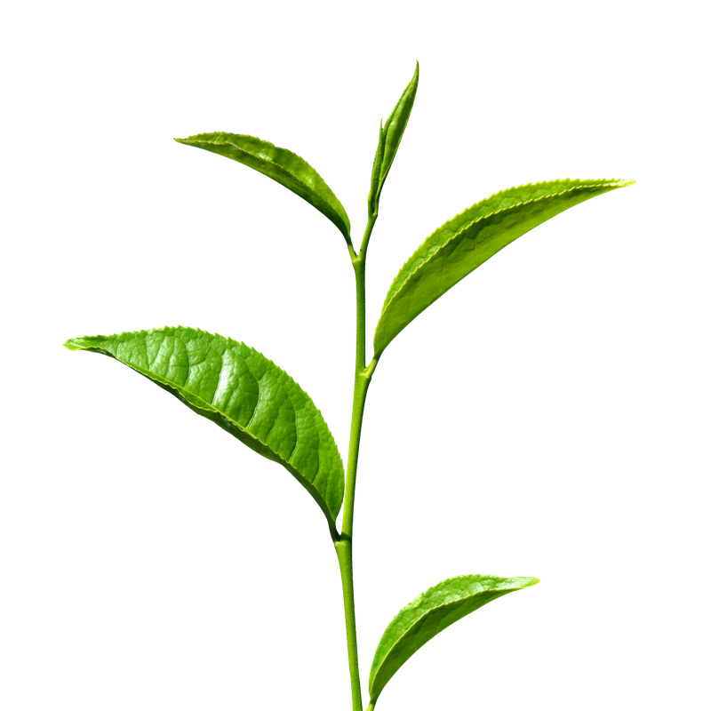 Tea Leaves Green Stem Download HQ PNG Image