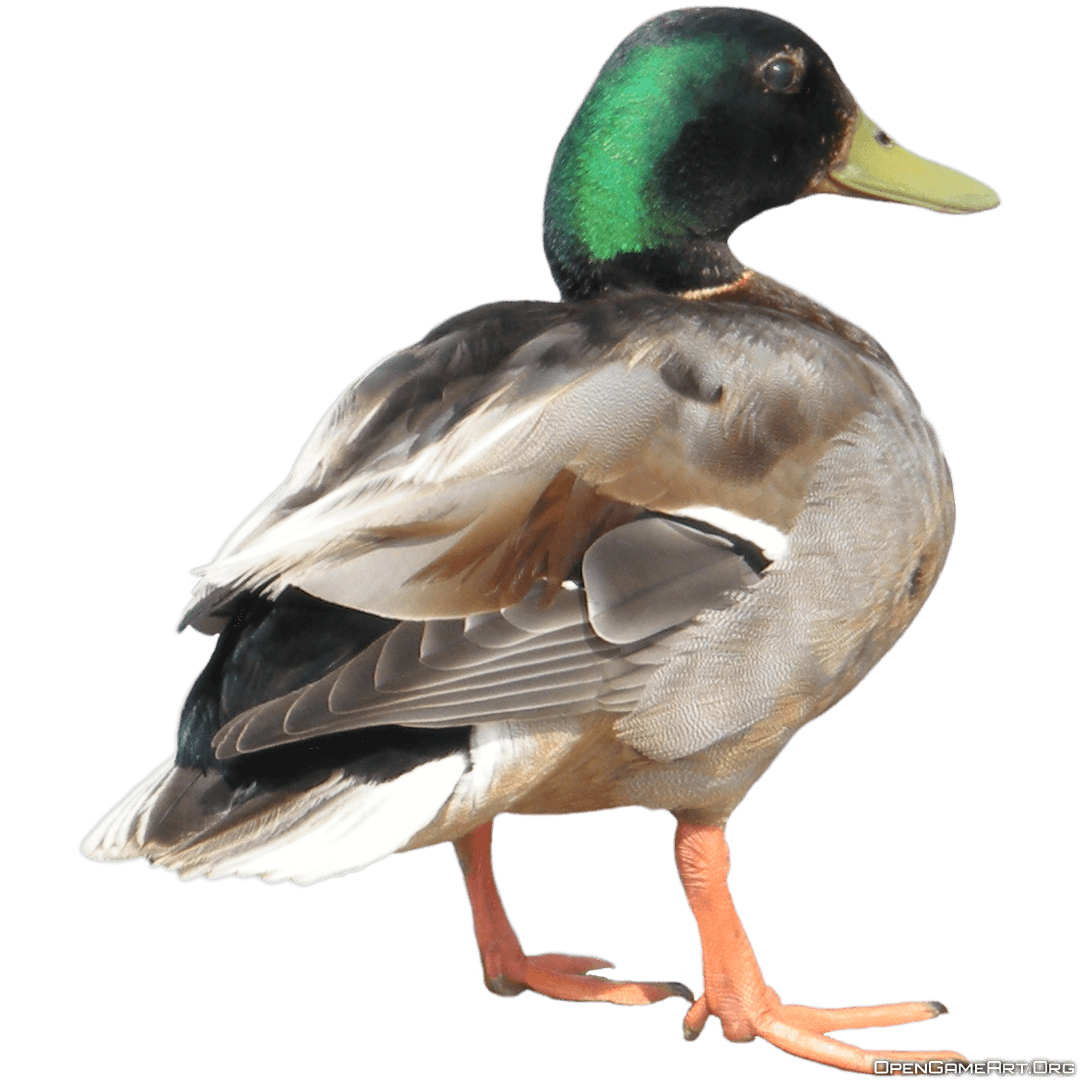 Duck Png Image PNG Image