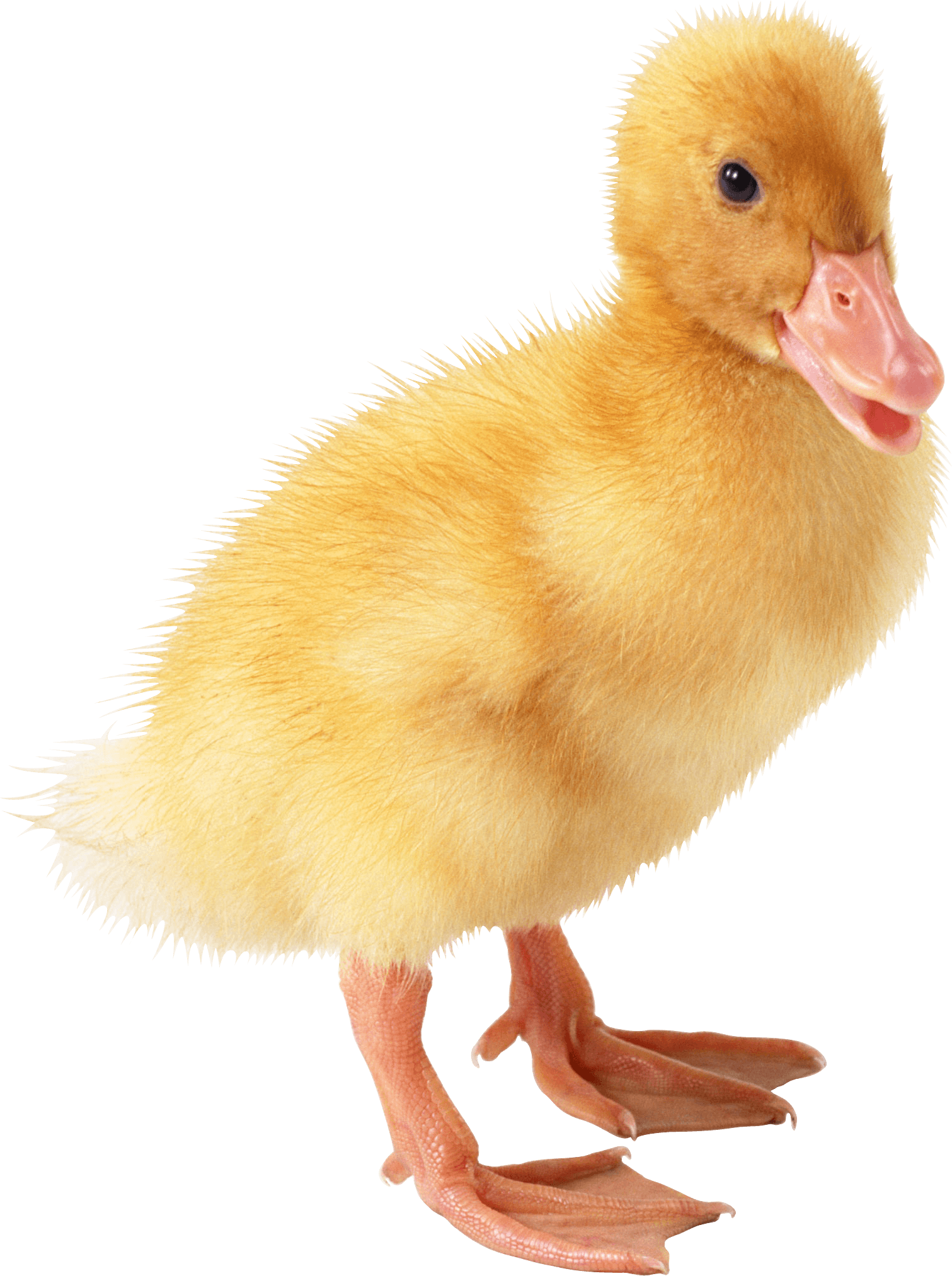 Little Duck Png Image PNG Image