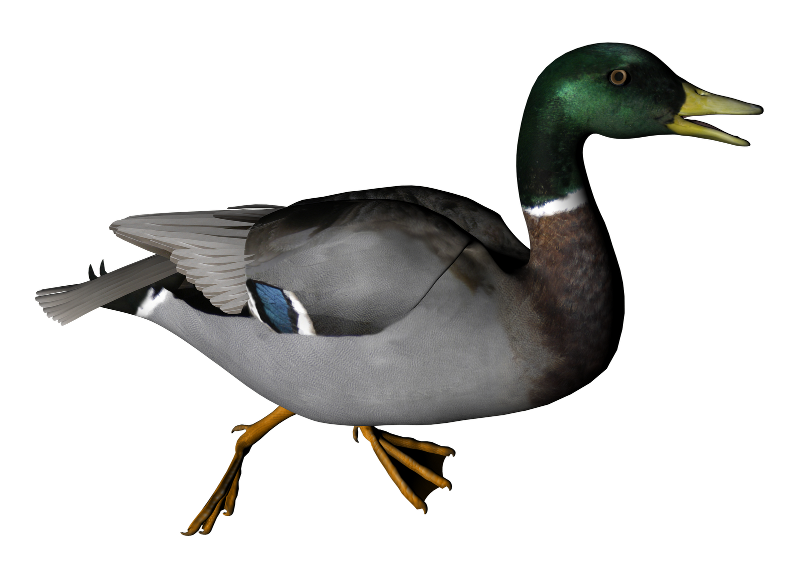 Duck Transparent Image PNG Image