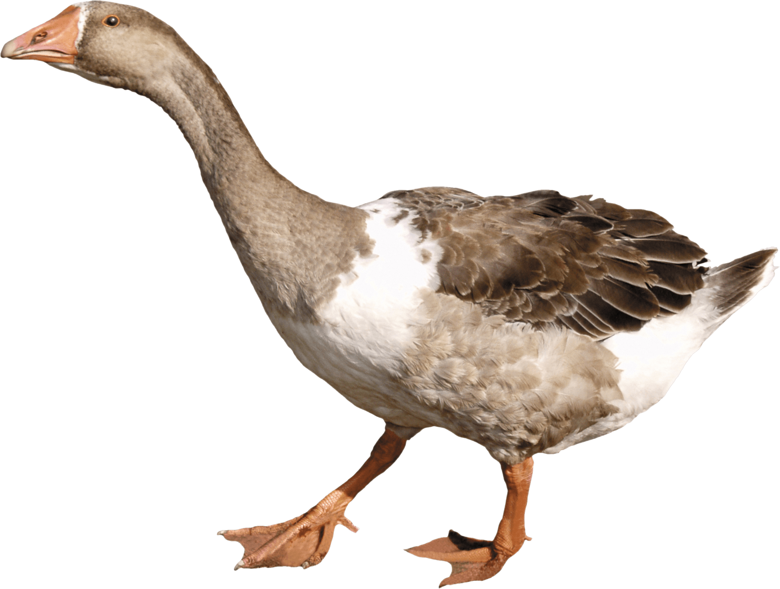 Duck Png Image PNG Image