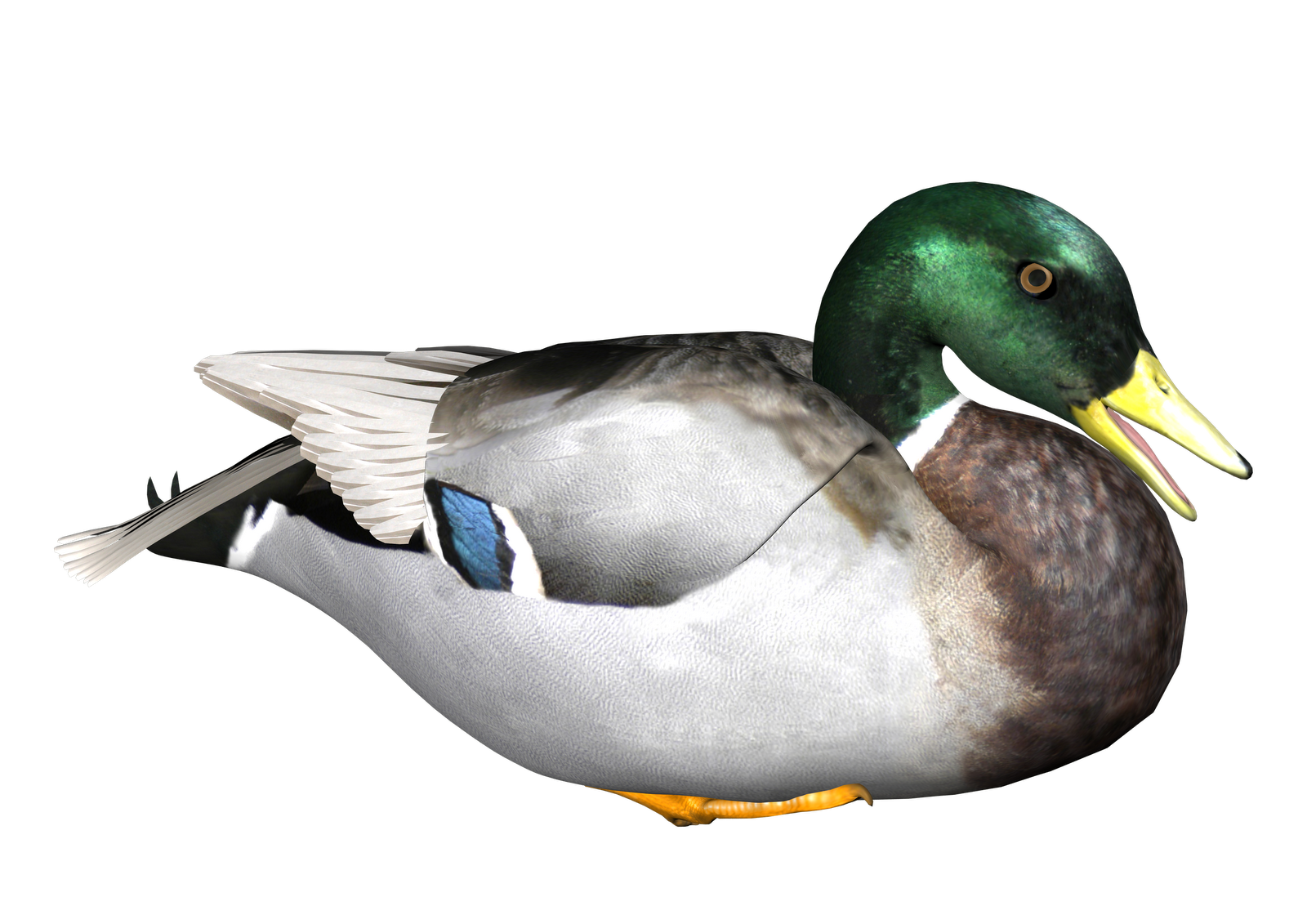Duck Transparent Background PNG Image