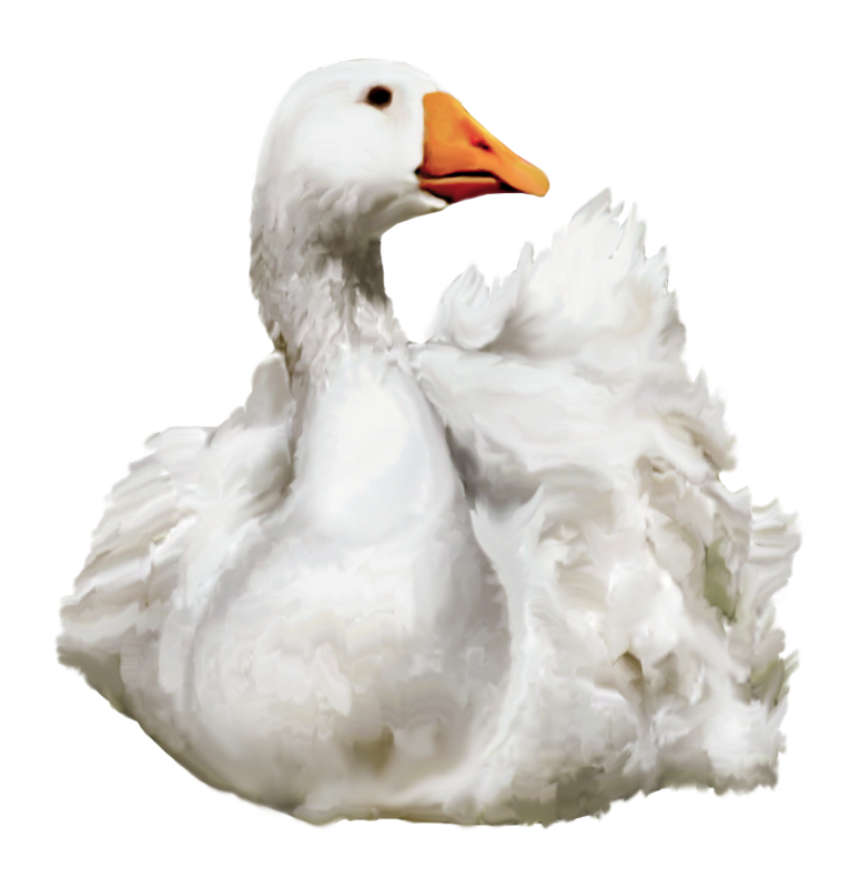 Duck Transparent Image PNG Image