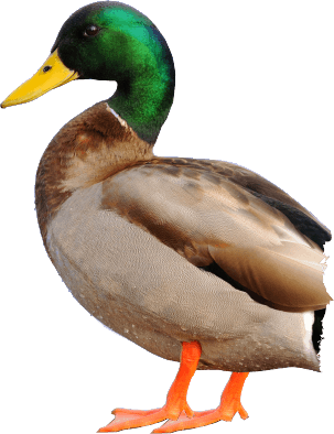 Duck Png Image PNG Image