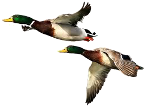 Duck Free Download PNG Image