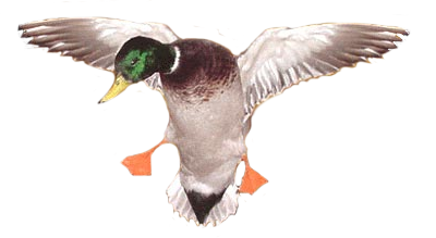 Duck Png 7 PNG Image