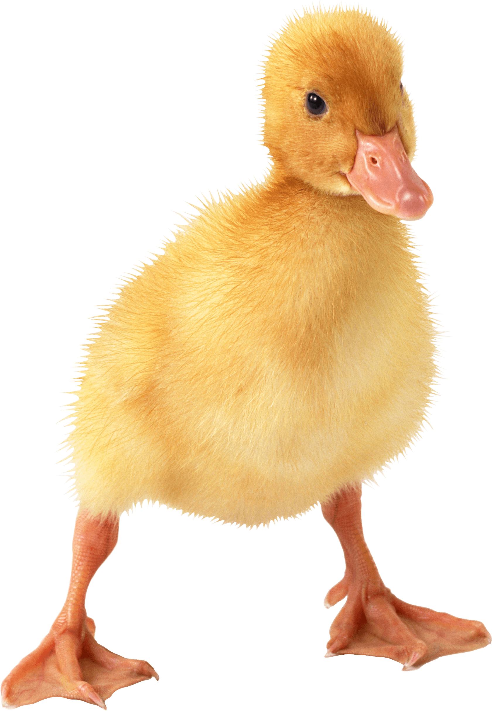 Little Duck Png Image PNG Image
