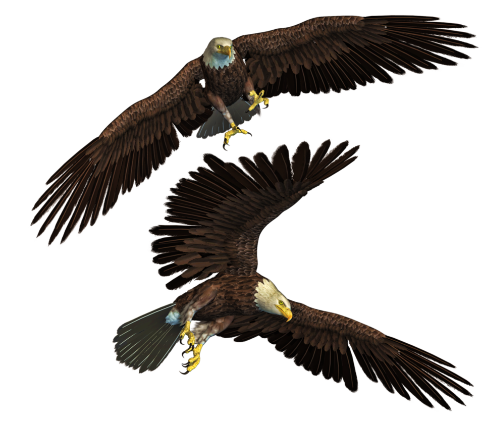 Eagle Png 10 PNG Image