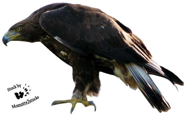 Eagle Png 2 PNG Image