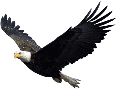 Eagle Png Image Download PNG Image