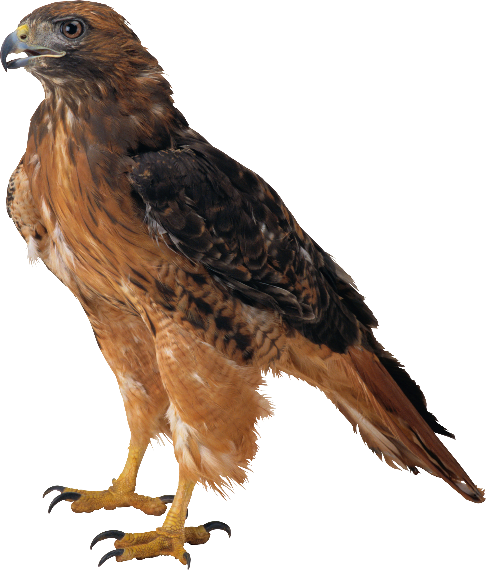 Eagle Sitting PNG Image High Quality PNG Image