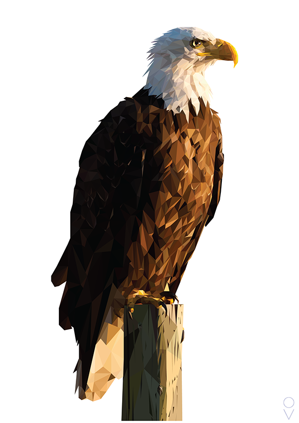 Eagle Sitting HD Image Free PNG Image