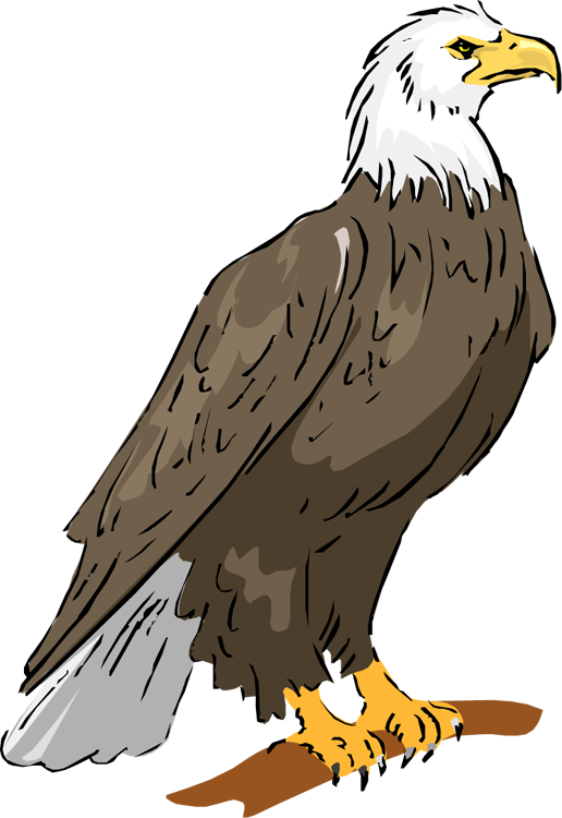Eagle Sitting PNG Download Free PNG Image