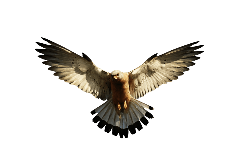 Eagle Png Image Download PNG Image