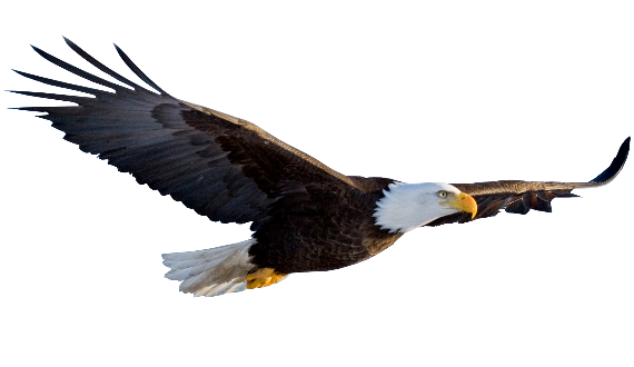Flying Eagle Transparent Background PNG Image