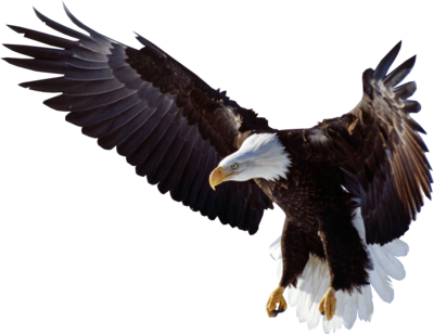 Flying Eagle Clipart PNG Image