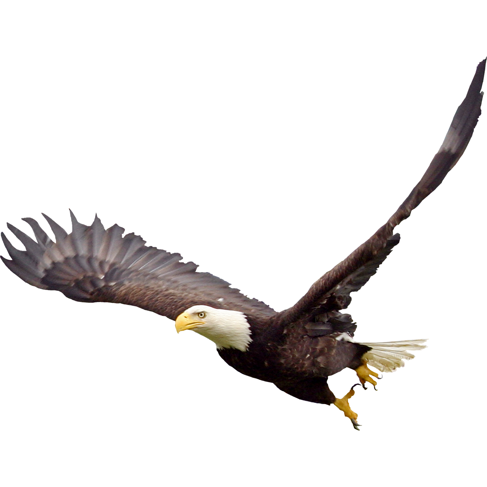 Soaring Eagle File PNG Image