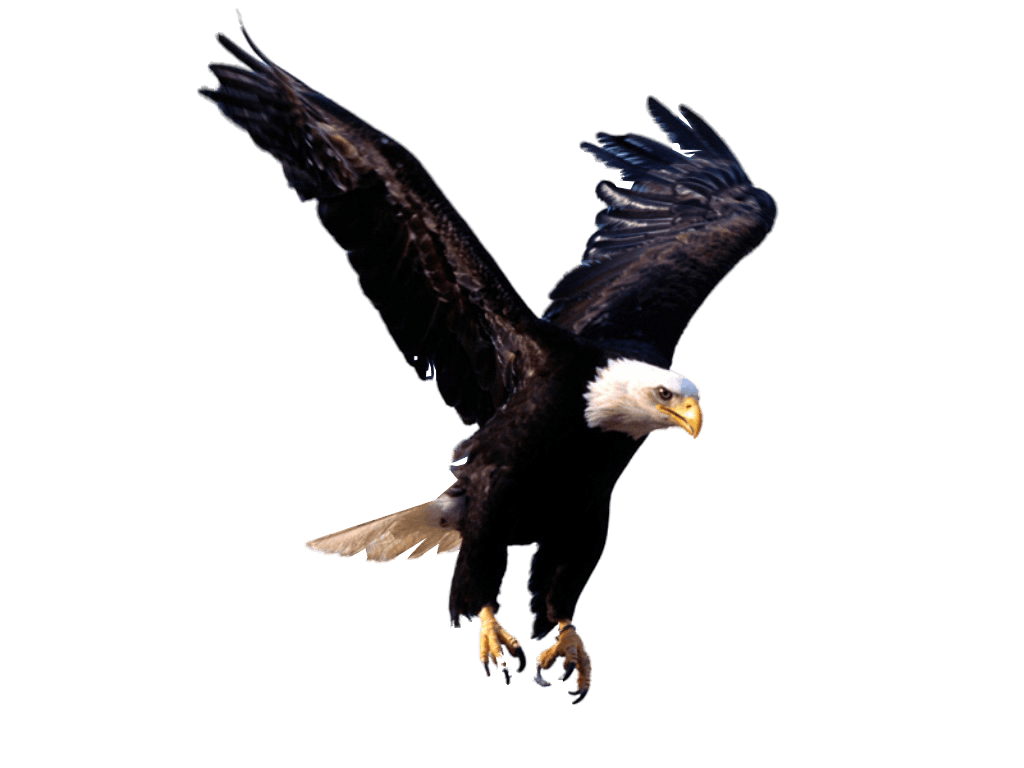 Eagle Png Image Download PNG Image