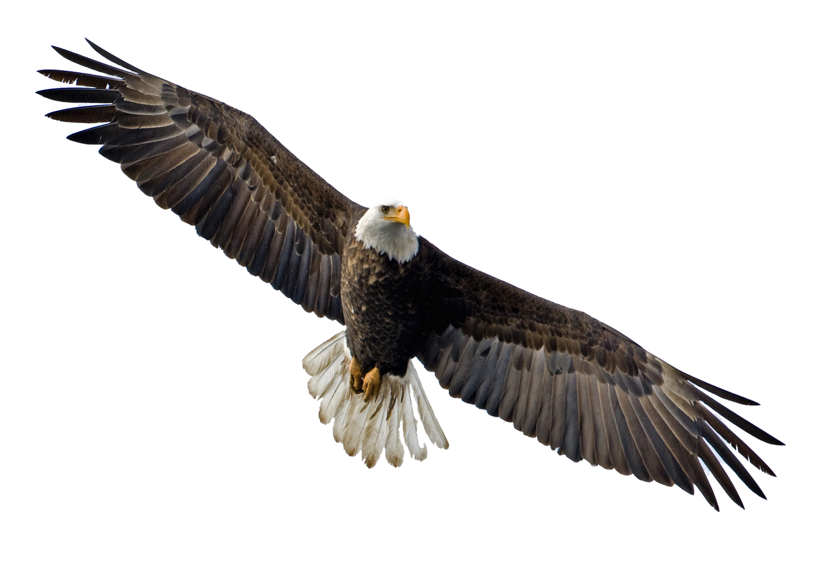 Flying Eagle Image PNG Image