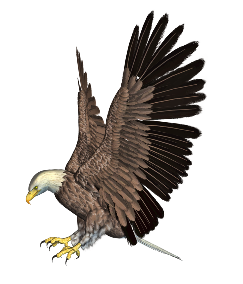Eagle Png 4 PNG Image