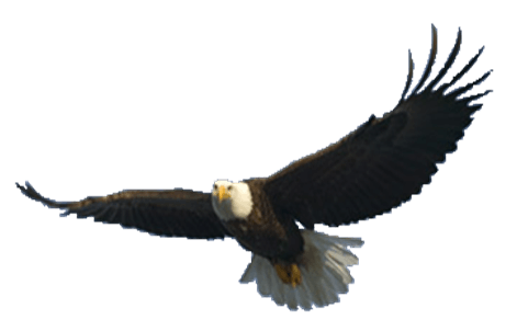 Flying Eagle Png Image Download PNG Image