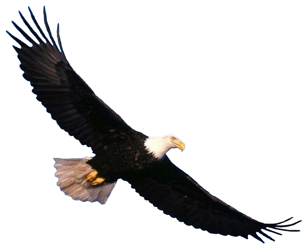 Eagle Png 7 PNG Image