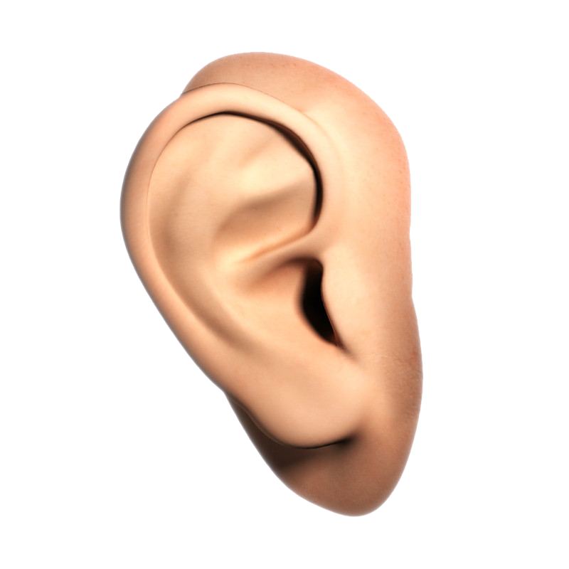 Ear Transparent PNG Image