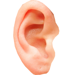 Ear Png Pic PNG Image