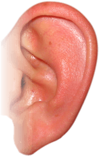Ear Png Image PNG Image