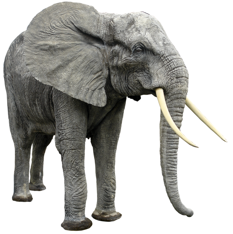 Elephant Transparent PNG Image