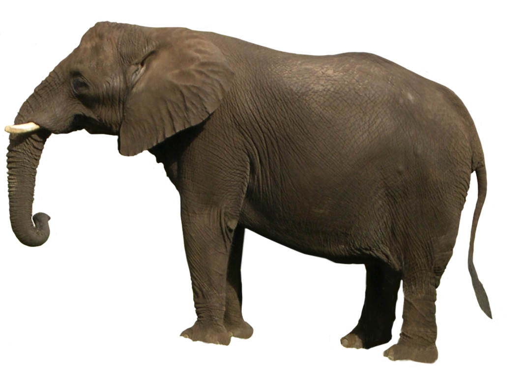 Elephant Png Image PNG Image