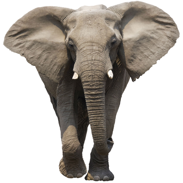 Elephant Free Download Png PNG Image