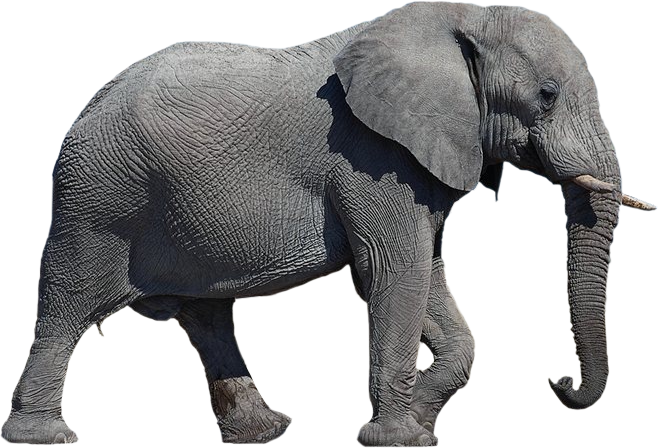 Elephant Transparent Background PNG Image