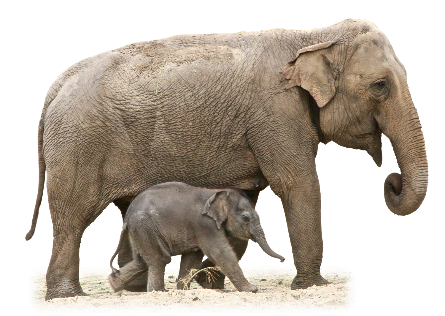 Elephant Transparent PNG Image