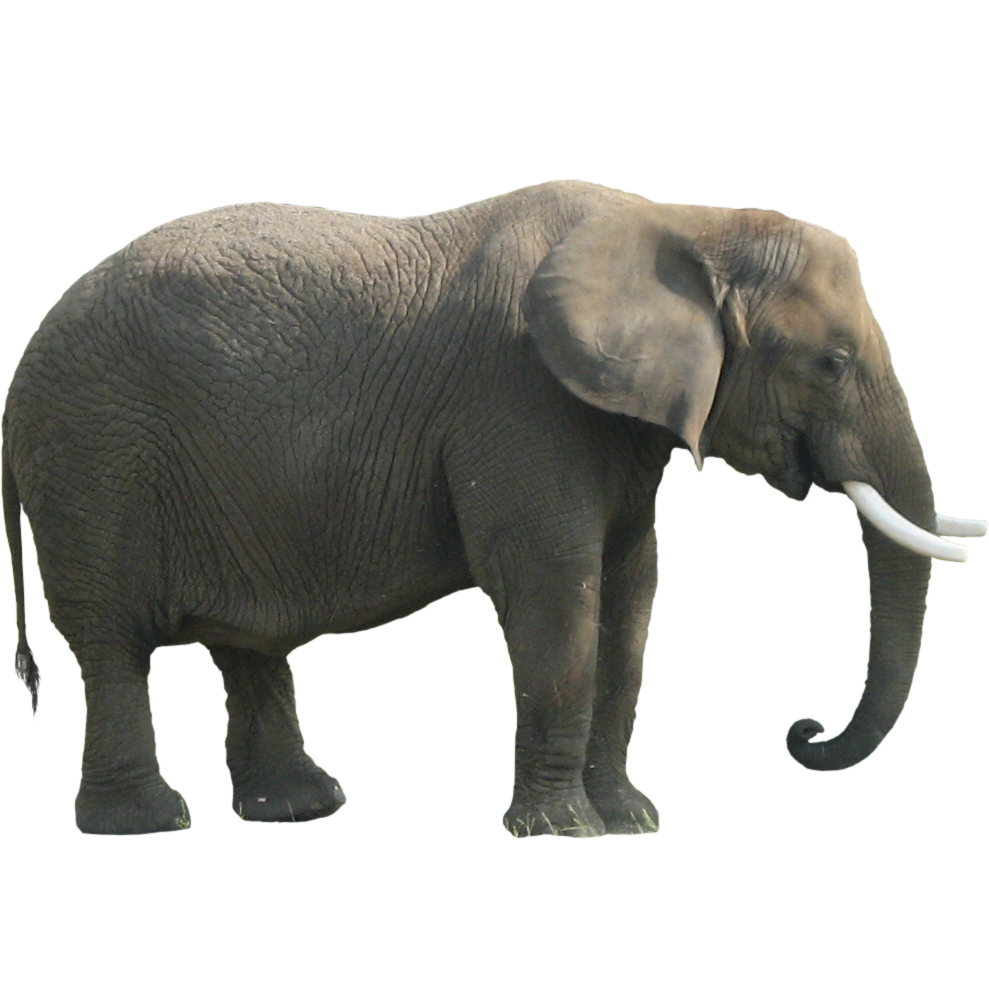 Elephant Png Clipart PNG Image